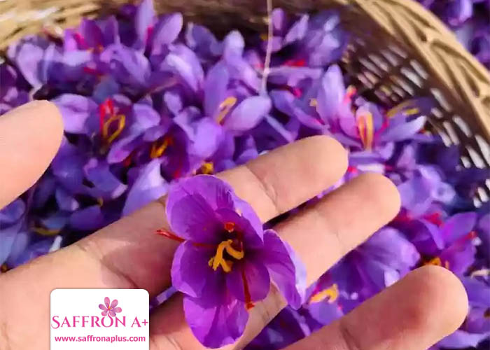 Buy Saffron in Montenegro