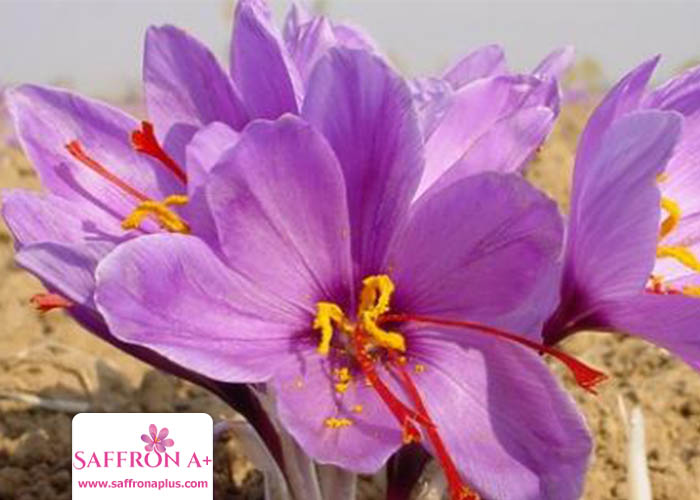 Buy saffron in Colombo Sri Lanka