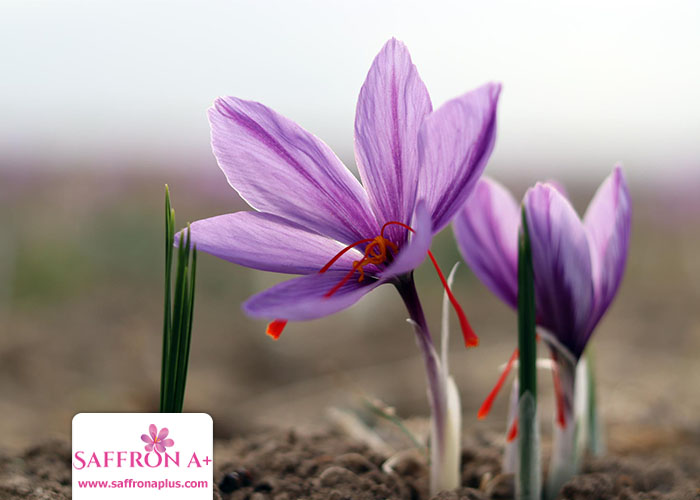 Buy saffron in New Zealand